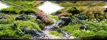 Aquarium Fishes and Accessories Wholesaler In Raipur