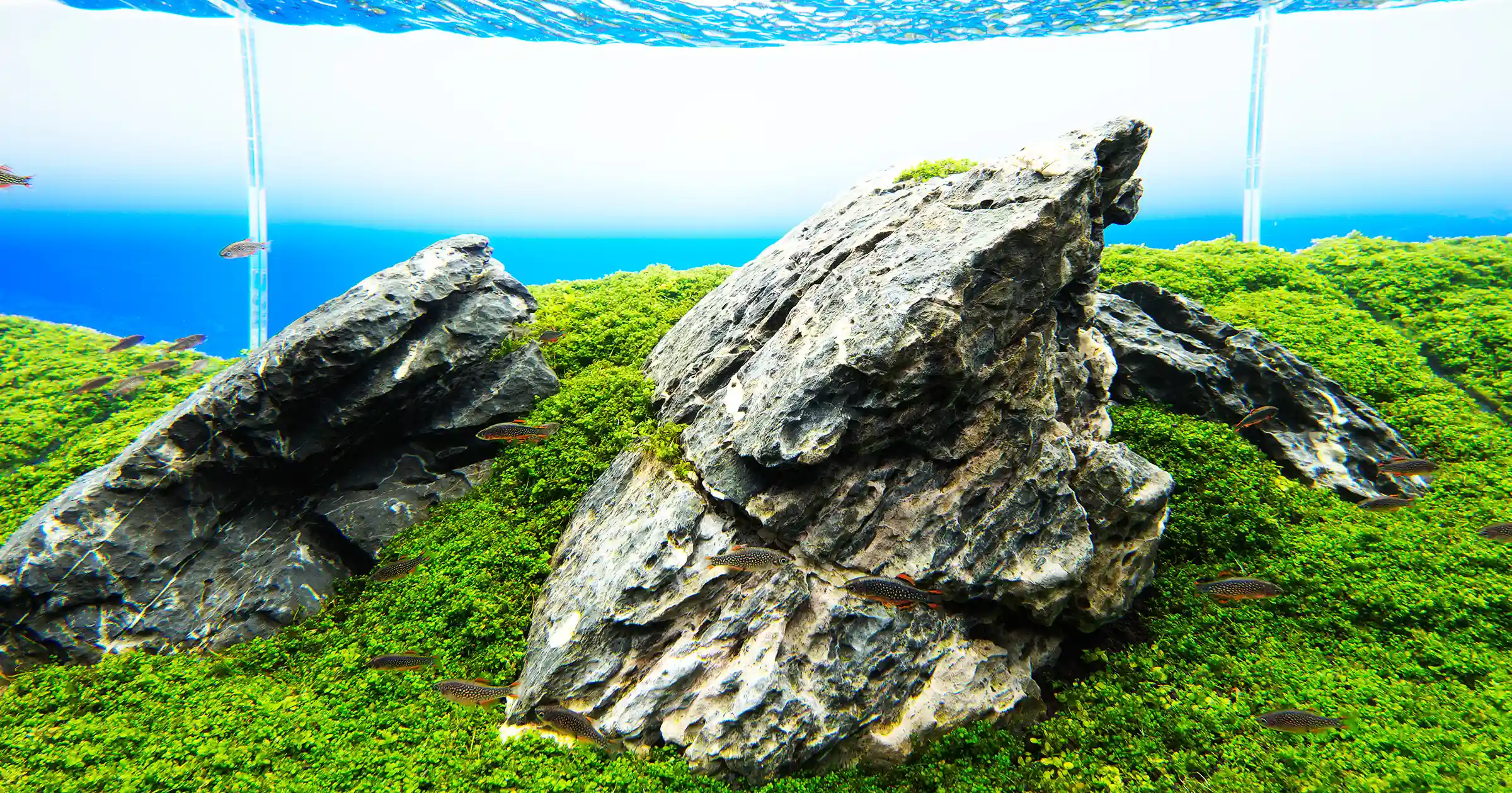Aquarium Fishes and Accessories Wholesaler In Raipur