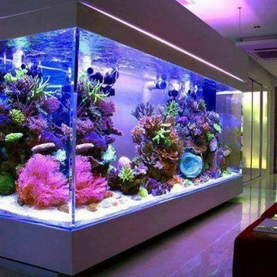 Aquarium Accessories Shop in Amlihdih Raipur | River Gallery Aquarium Accessories Shop in Amlihdih Raipur | River Gallery