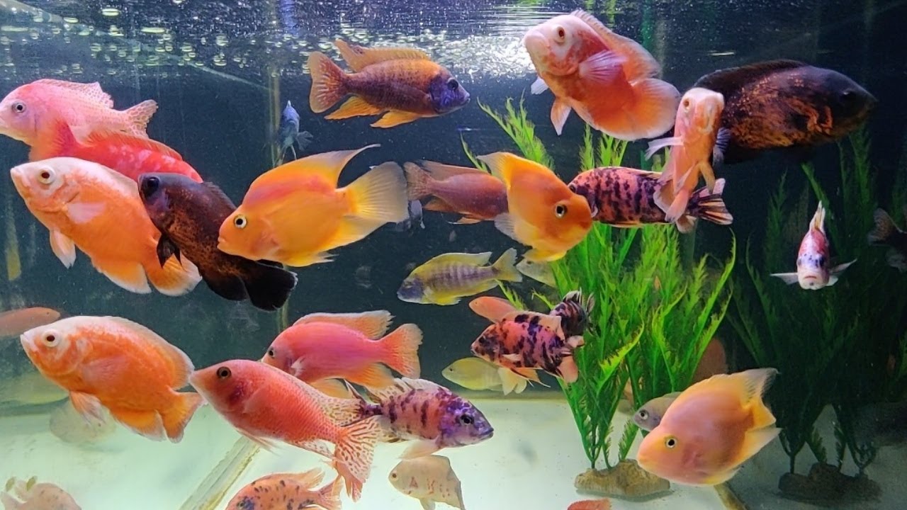 Aquarium Exotic Fishes Shop in Amlihdih Raipur Aquarium Accessories Wholesaler in Amlihdih Raipur