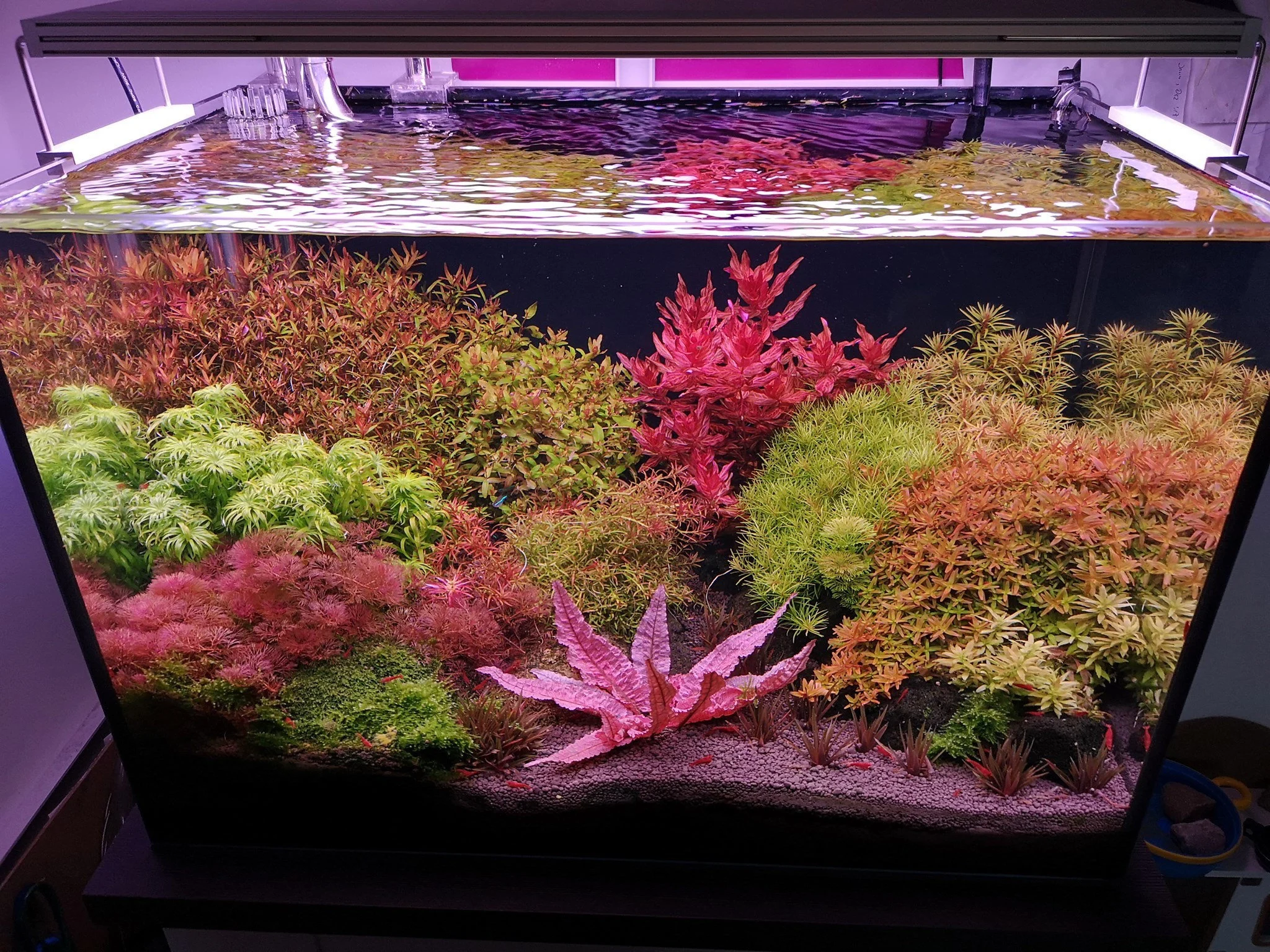 Aquatic Live Plant Shop in Amlihdih Raipur Aquarium Accessories Wholesaler in Amlihdih Raipur