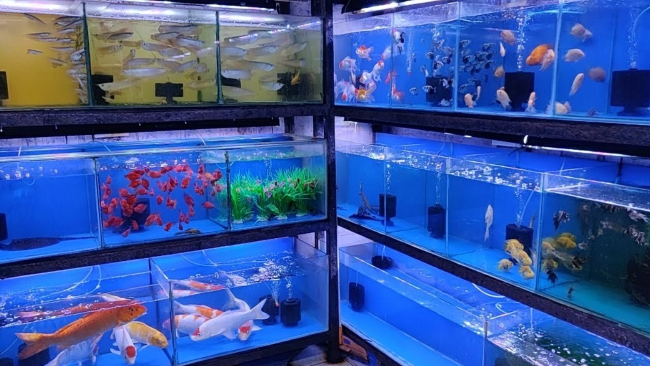 Aquarium Shop in Raipur Aquarium Accessories Wholesaler in Raipur