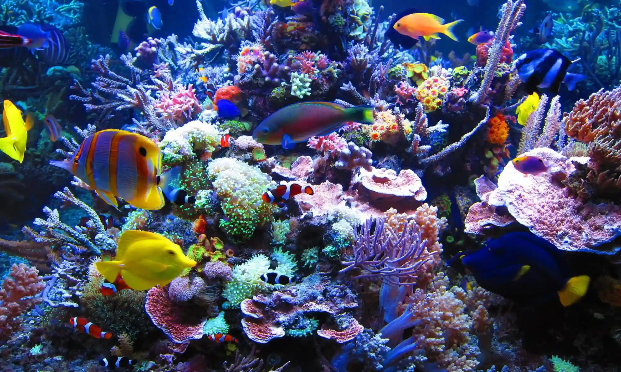 Aquarium Fishes Suppliers in Rajendra Nagar Raipur