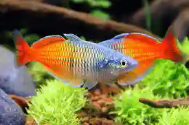 Aquarium Fishes and Accessories Wholesaler In Raipur