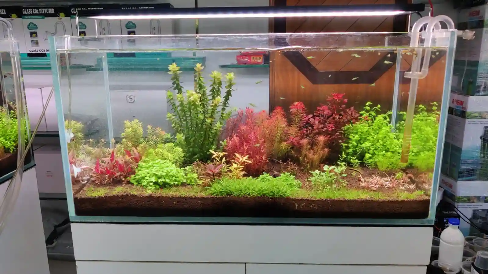 Aquascape Store in Tatyapara Raipur