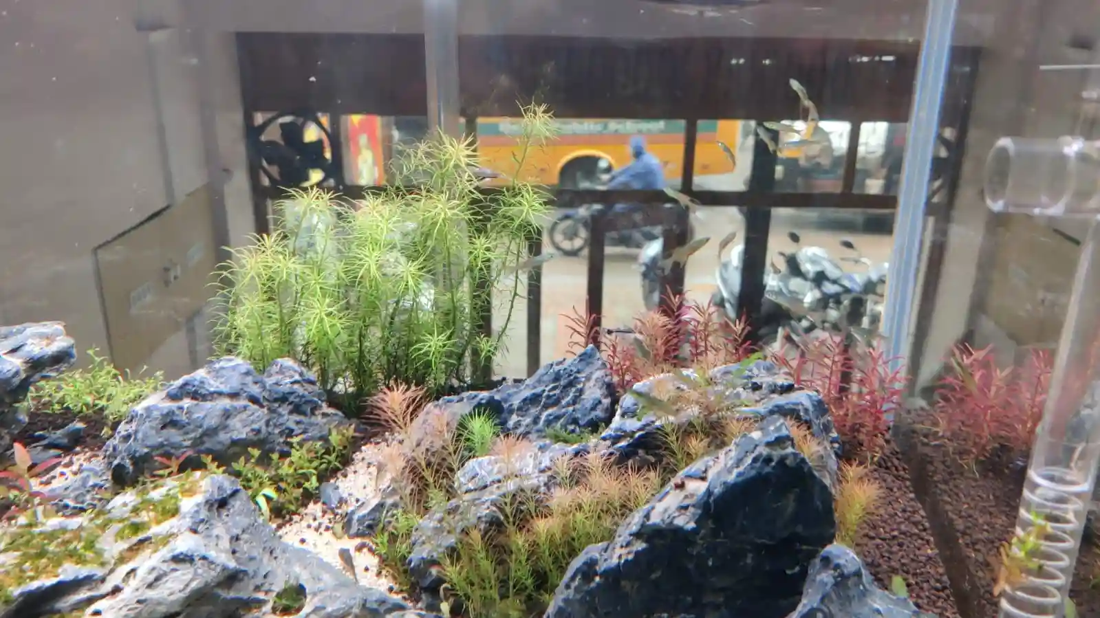 Aquascape Store in Tatyapara Raipur