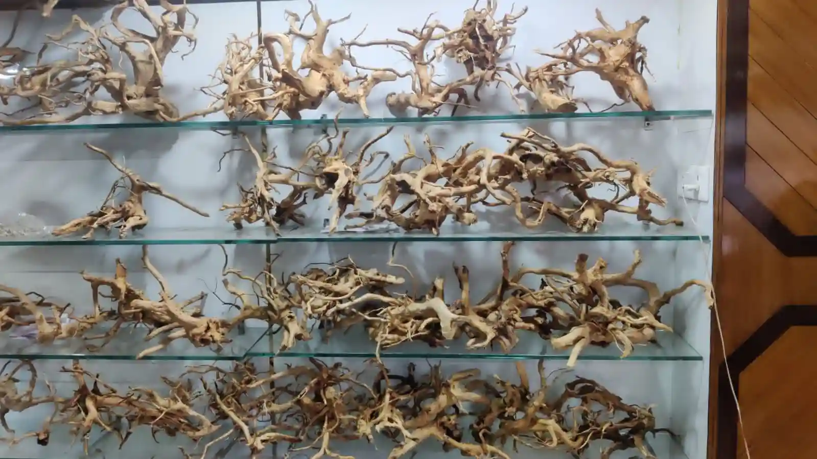 Aquarium Fishes and Accessories Wholesaler In Raipur