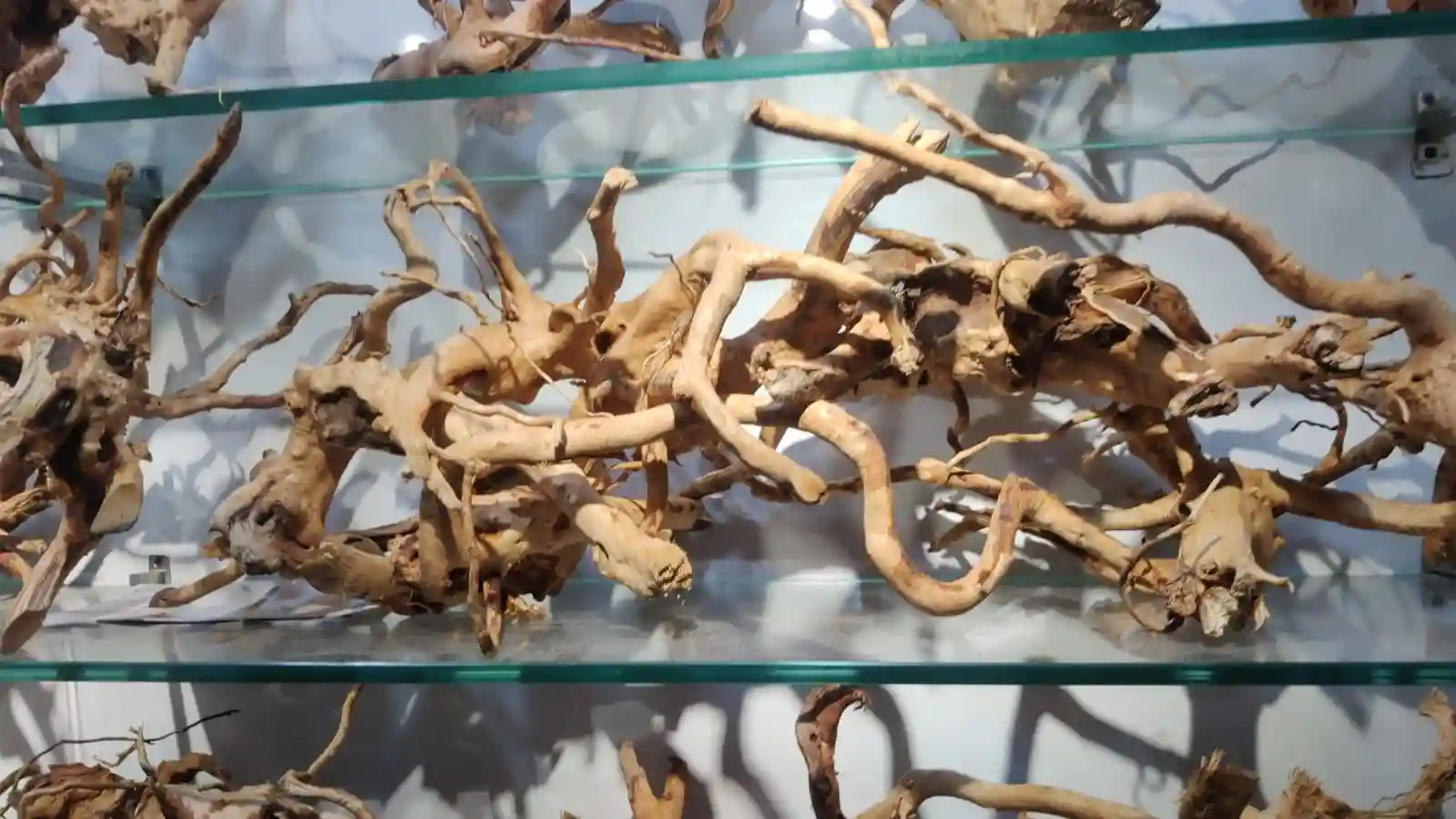 Aquarium Fishes and Accessories Wholesaler In Raipur