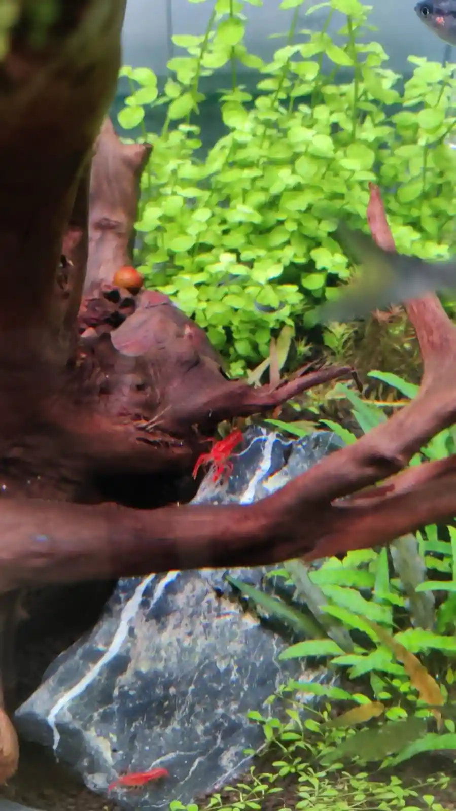 Aquatic Live Plants Suppliers in Rajendra Nagar Raipur