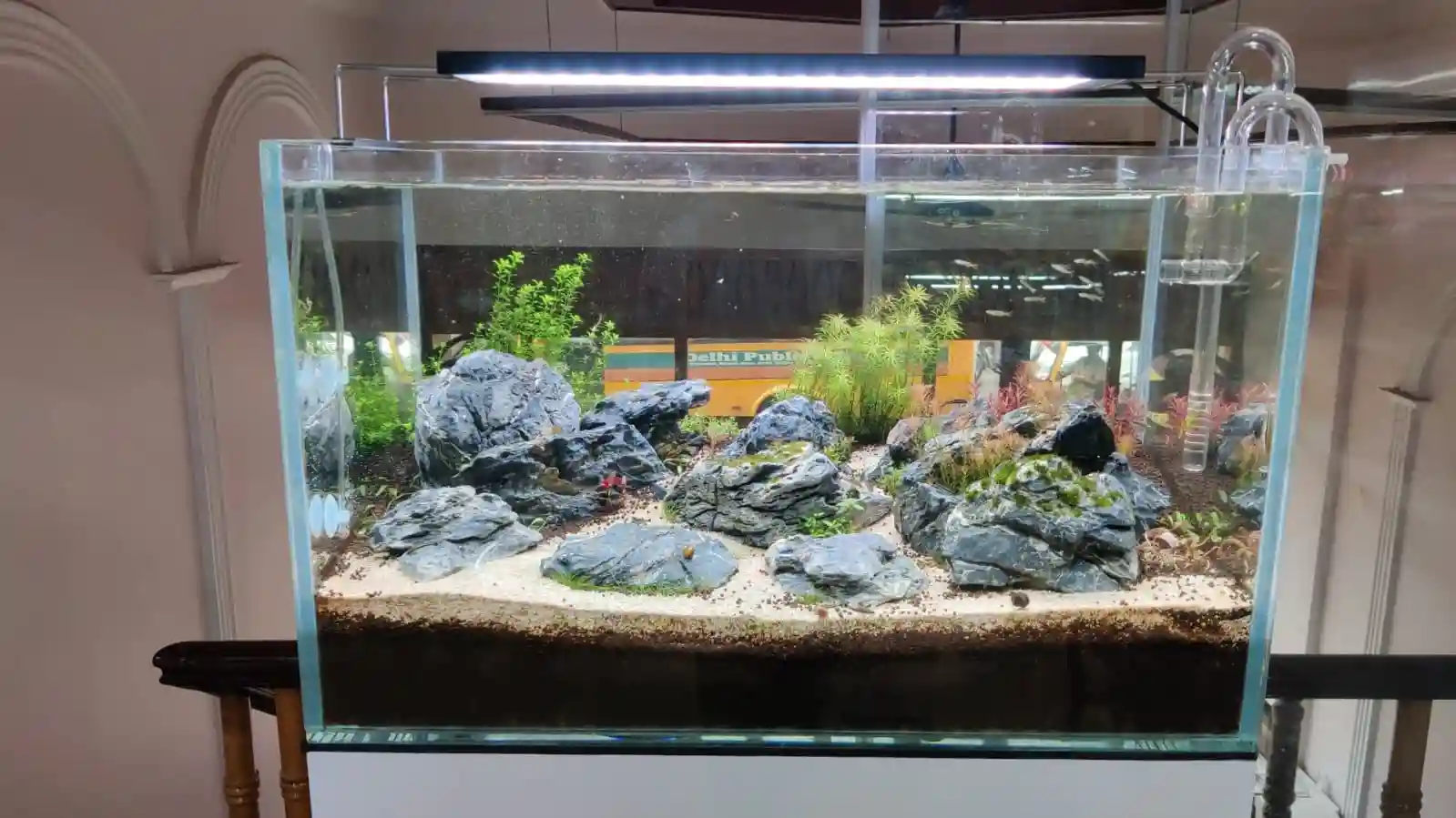 Aquatic Live Plants Suppliers in Rajendra Nagar Raipur
