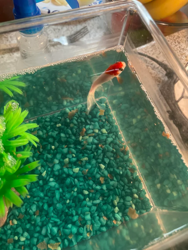 Aquarium Fishes Suppliers in Rajendra Nagar Raipur